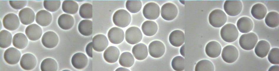 group of healthy cells